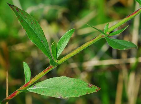 Oenothera_filiformis_leaves.jpg
