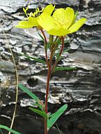 Oenothera fruticosa thumbnail