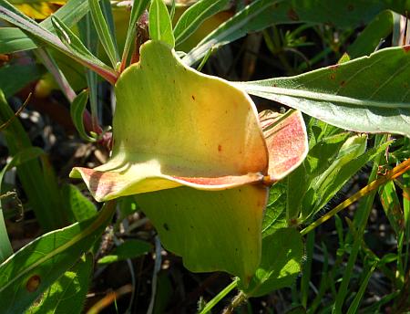 Oenothera_macrocarpa_fruit.jpg