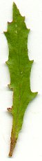 Oenothera_speciosa_leaf.jpg