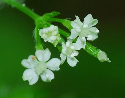 Osmorhiza_claytonii_flowers2.jpg