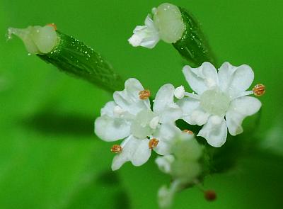 Osmorhiza_claytonii_flowers3.jpg