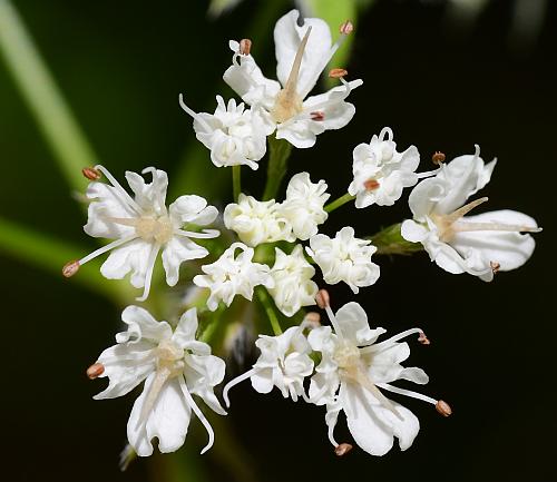 Osmorhiza_longistylis_flowers.jpg