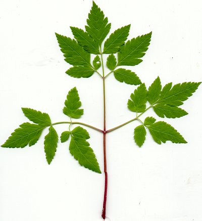 Osmorhiza_longistylis_leaf.jpg