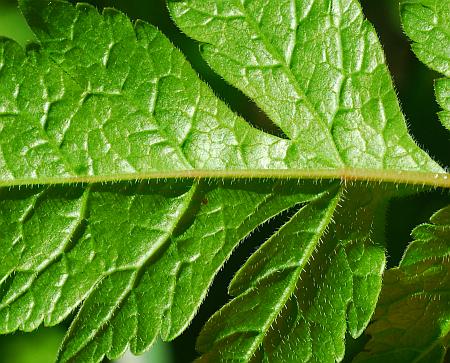 Osmorhiza_longistylis_leaf2.jpg