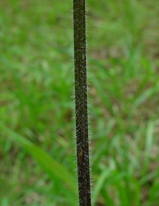 Osmorhiza_longistylis_stem.jpg