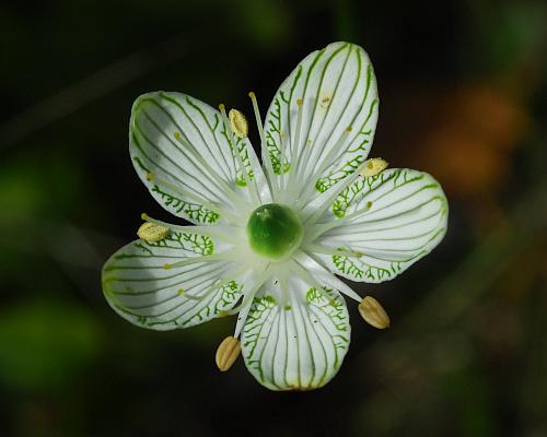 Parnassia_grandifolia_corolla.jpg
