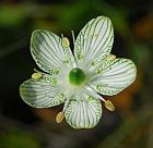 Parnassia grandifolia thumbnail