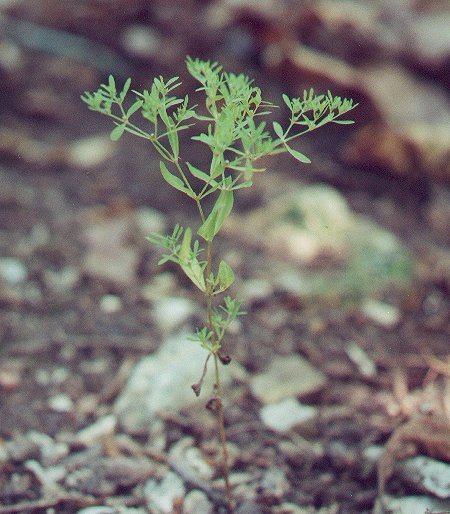 Paronychia_fastigiata_plant.jpg