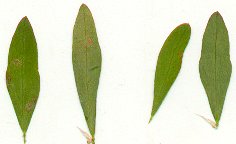 Paronychia_fastigiata_pressed_leaves.jpg