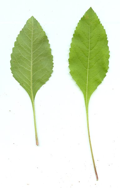 Parthenium_hispidum_leaves.jpg