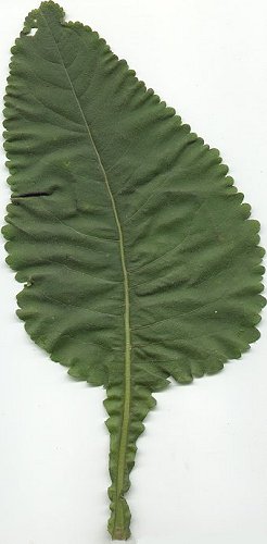 Parthenium_integrifolium_basal.jpg