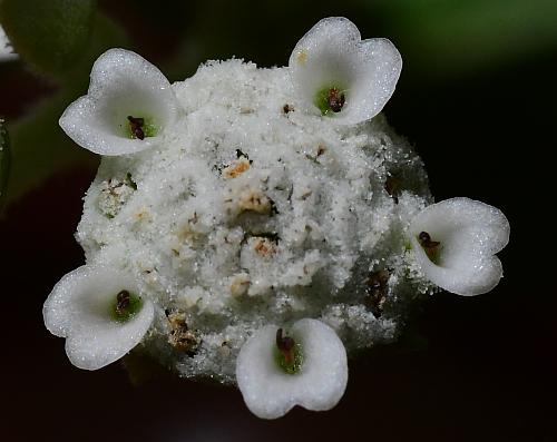 Parthenium_integrifolium_florets.jpg