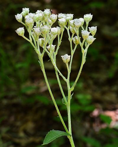 Parthenium_integrifolium_inflorescence2.jpg