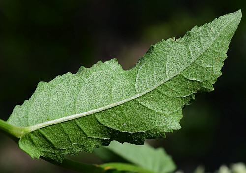 Parthenium_integrifolium_leaf2.jpg
