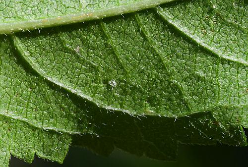 Parthenium_integrifolium_leaf2a.jpg
