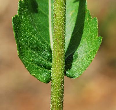 Parthenium_integrifolium_stem.jpg