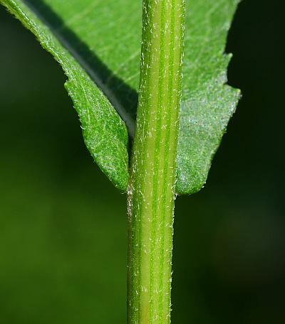 Parthenium_integrifolium_stem2.jpg