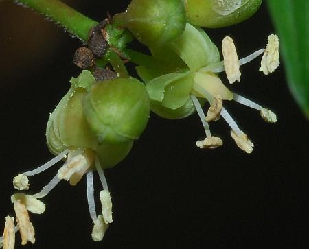 Parthenocissus_quinquefolia_flowers2.jpg