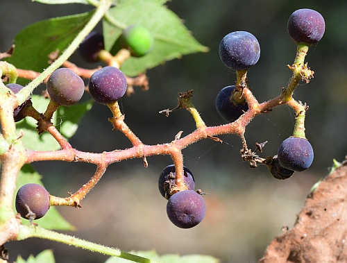 Parthenocissus_quinquefolia_fruits.jpg