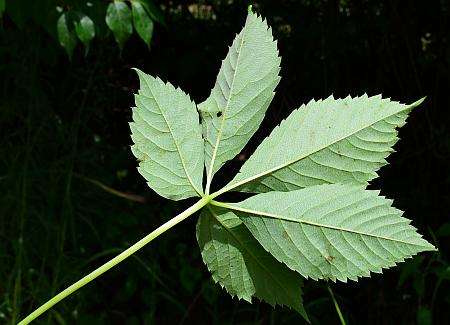 Parthenocissus_quinquefolia_leaf2.jpg