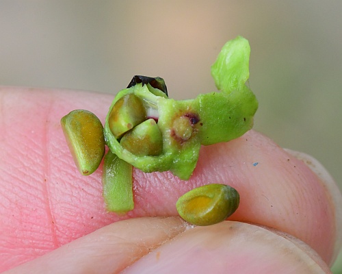 Parthenocissus_quinquefolia_seeds1.jpg