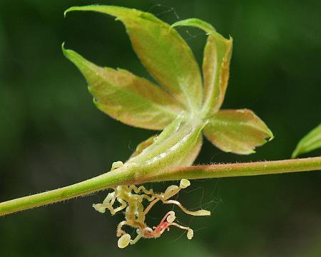 Parthenocissus_quinquefolia_stem.jpg