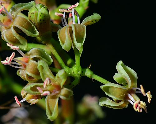 Parthenocissus_vitacea_flowers2.jpg