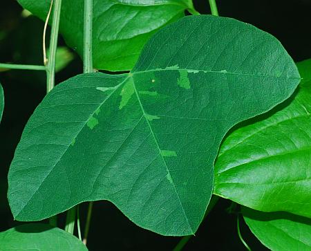 Passiflora_lutea_leaf1.jpg