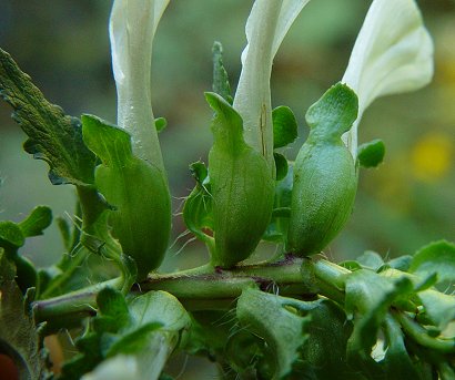 Pedicularis_lanceolata_calyx.jpg