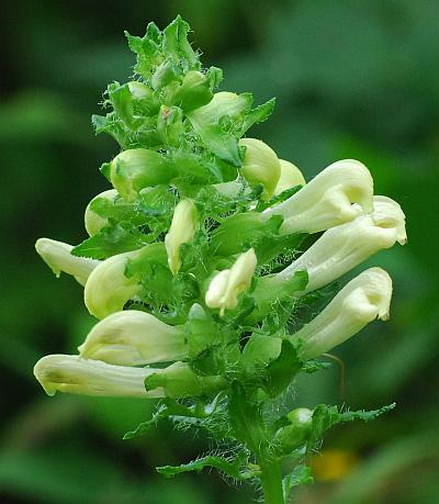 Pedicularis_lanceolata_inflorescence1.jpg