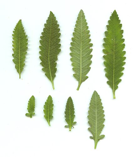 Pedicularis_lanceolata_leaves.jpg