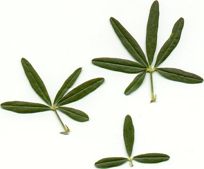 Pediomelum_tenuiflorum_leaves.jpg