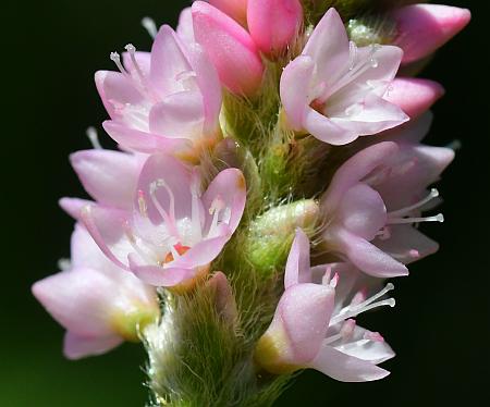 Persicaria_amphibia_flowers2.jpg