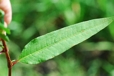 Persicaria_bicornis_leaf1.jpg