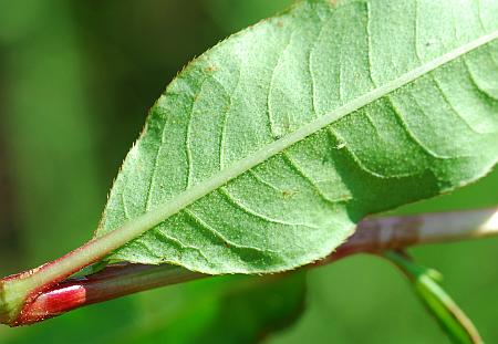Persicaria_bicornis_leaf2.jpg