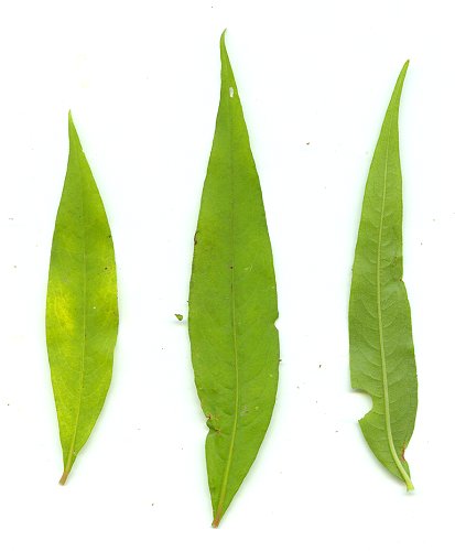 Persicaria_hydropiper_leaves.jpg