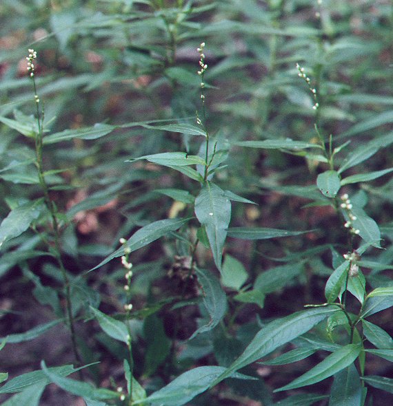 Persicaria_hydropiper_plant.jpg