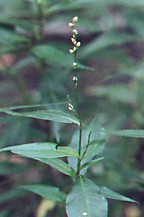 Persicaria hydropiper thumbnail