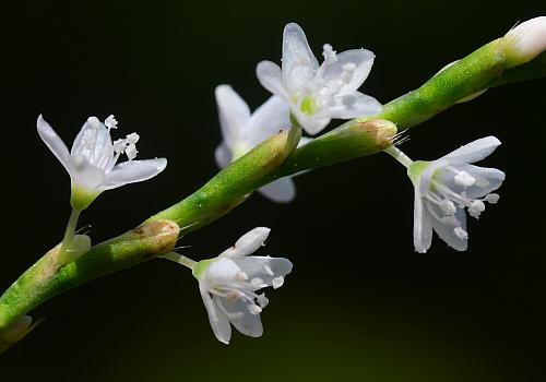 Persicaria_hydropiperoides_flowers2.jpg