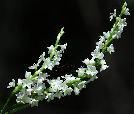 Persicaria_hydropiperoides_inflorescence2.jpg