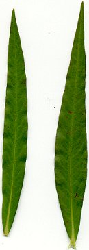 Persicaria_hydropiperoides_leaves.jpg