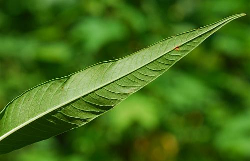 Persicaria_lapathifolia_leaf2.jpg