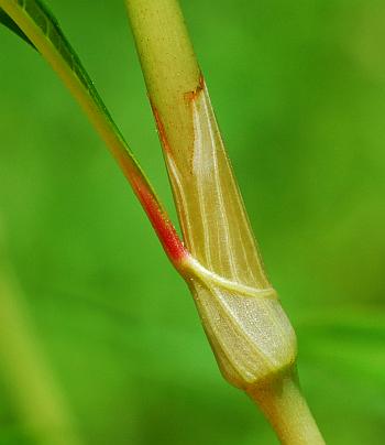 Persicaria_lapathifolia_ocrea.jpg