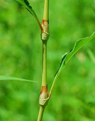 Persicaria_lapathifolia_stem.jpg