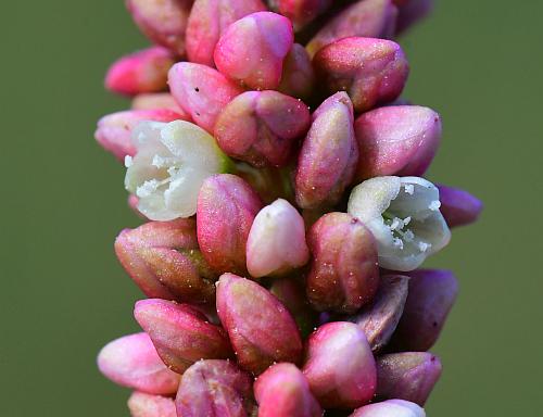 Persicaria_maculosa_flowers.jpg