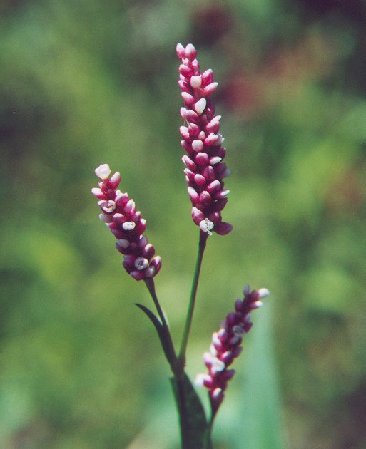 Persicaria_maculosa_flowers2.jpg
