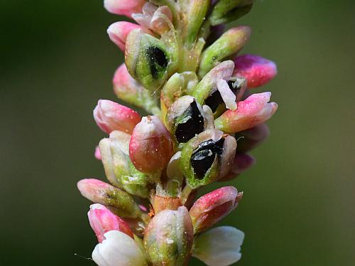 Persicaria_maculosa_fruits.jpg