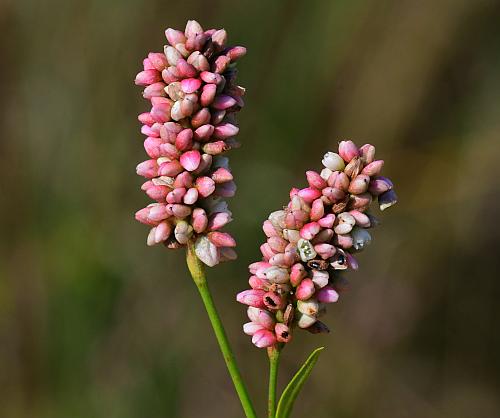 Persicaria_maculosa_inflorescences.jpg