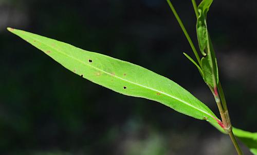 Persicaria_maculosa_leaf1.jpg